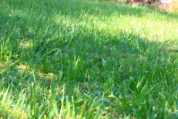 Scena zielona trawa — Zdjęcie stockowe