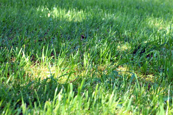 Scene green grass — Stock Photo, Image