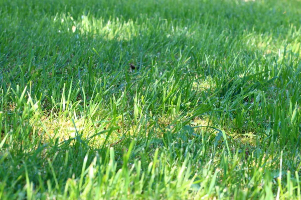 Pemandangan rumput hijau — Stok Foto