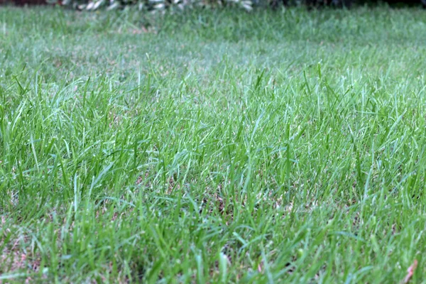 Szene grünes Gras — Stockfoto