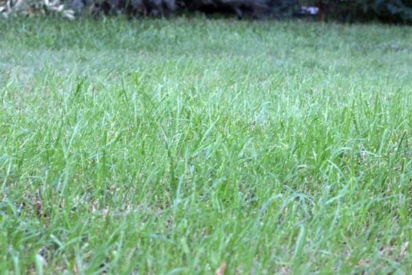 Scène herbe verte — Photo