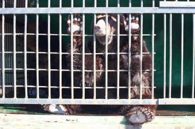 Hayvanat bahçesinde ayı