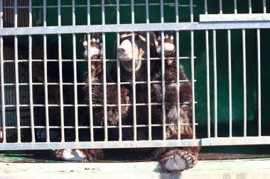 Hayvanat bahçesinde ayı