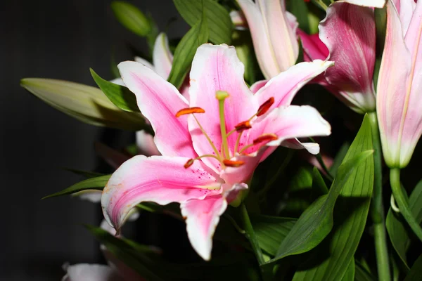 Scene lily flower — Stock Photo, Image