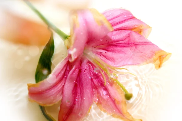 Lily en el agua — Foto de Stock