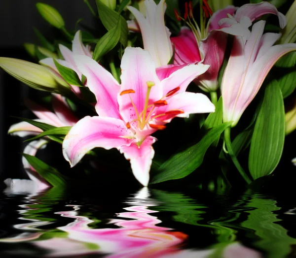 Yansıma lily — Stok fotoğraf