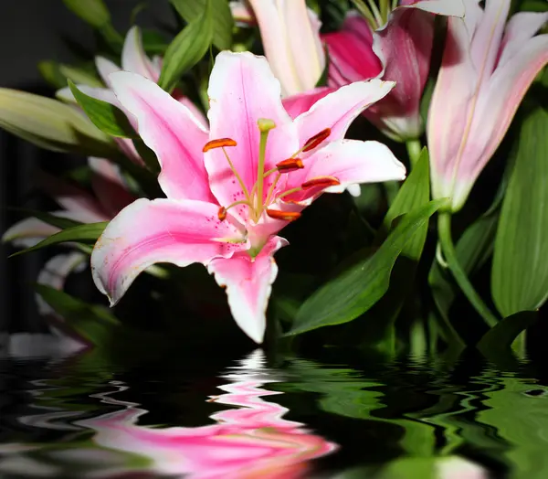 The reflection lily — Stock Photo, Image