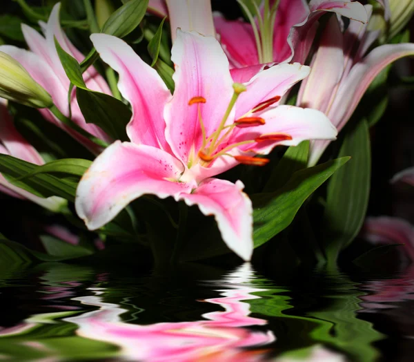 Yansıma lily — Stok fotoğraf