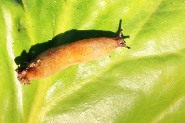 Gartenschädlinge — Stockfoto