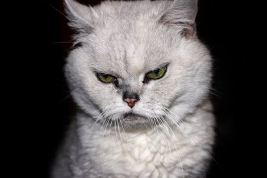 kabarık purebred kedi