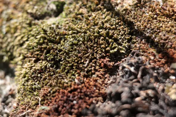 Texture of the wood moss — Stock Photo, Image