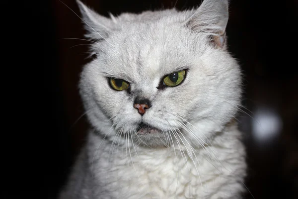 Kabarık purebred kedi — Stok fotoğraf