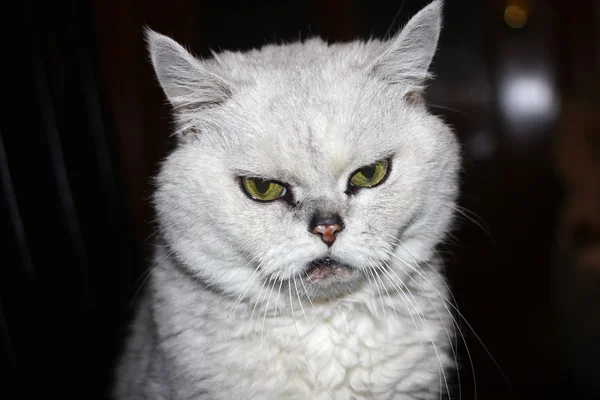 The fluffy purebred cat — Stock Photo, Image