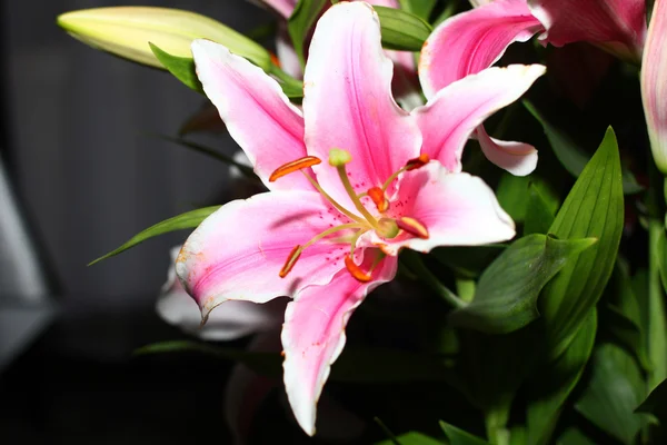 Scene lily flower — Stock Photo, Image