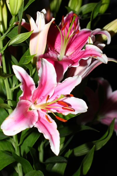 Scene lily flower — Stock Photo, Image