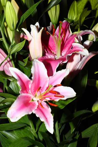 Scene lily flower — Stock Photo, Image