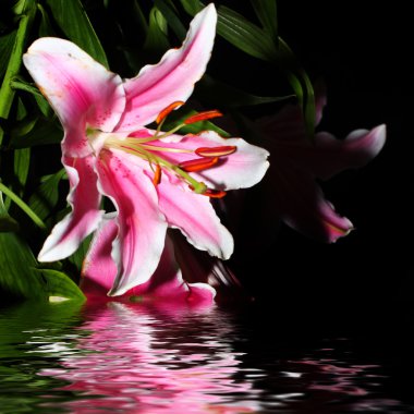 sahne yansıma lily