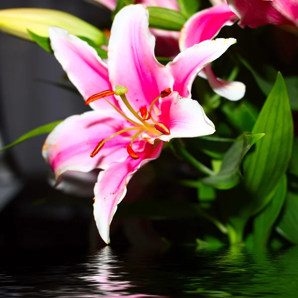 Scene lily flower — Stock Photo, Image