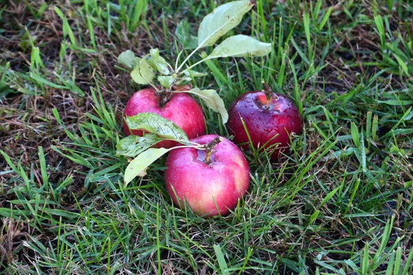 Apfel und Gras — Stockfoto