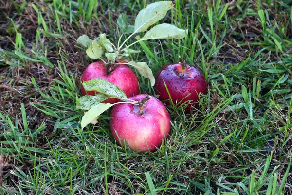 Manzana y hierba — Foto de Stock