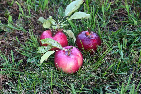Manzana y hierba — Foto de Stock