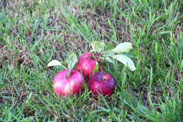 Manzana y hierba — Foto de Stock