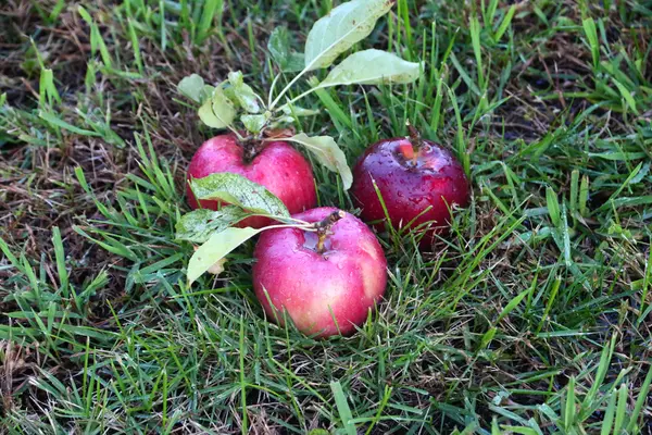 Apple and grass — Stock Photo, Image