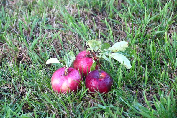 Apple and grass — Stock Photo, Image