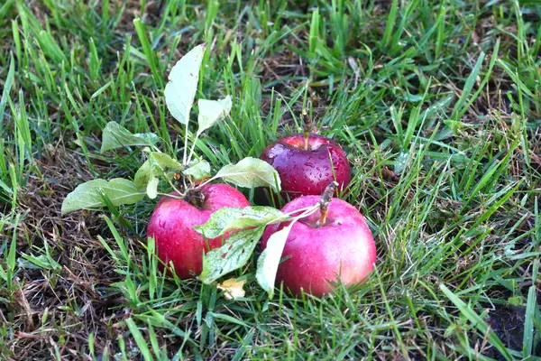 Apple i trawy — Zdjęcie stockowe