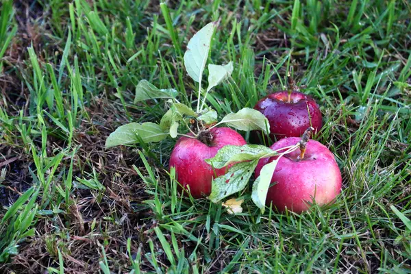 Apfel und Gras — Stockfoto