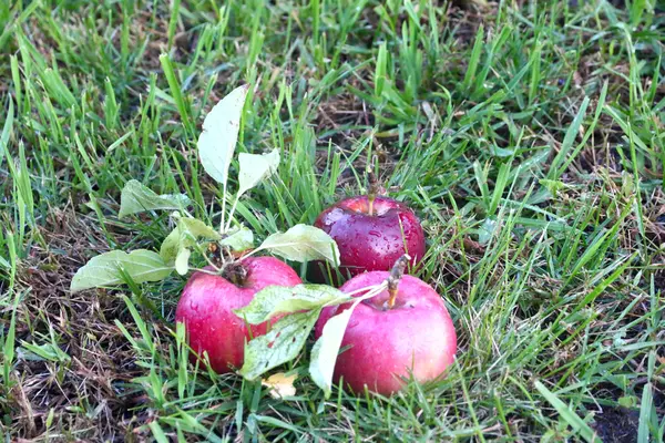 Apfel und Gras — Stockfoto