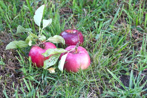 Apfel und Gras — Stockfoto