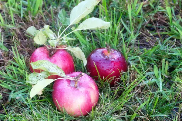 Apfel und Gras — Stockfoto