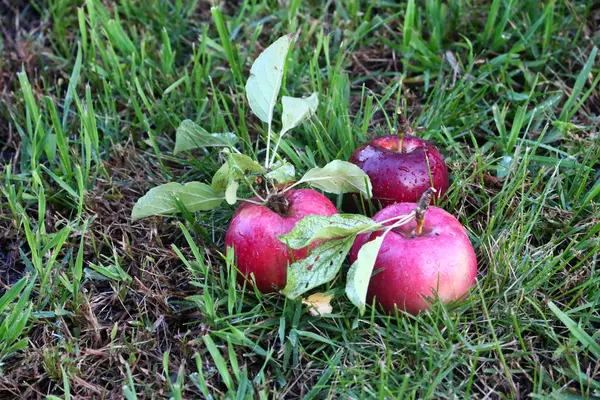 アップルと草 — ストック写真