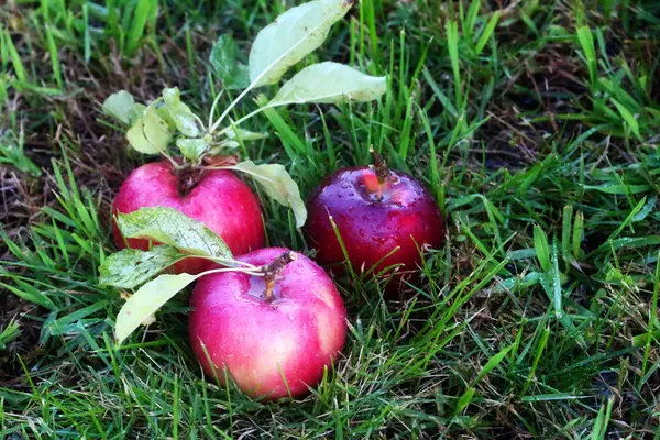 Apple a trávy — Stock fotografie