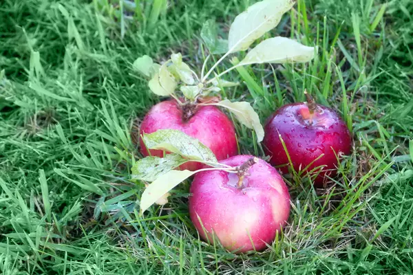 Apfel und Gras — Stockfoto