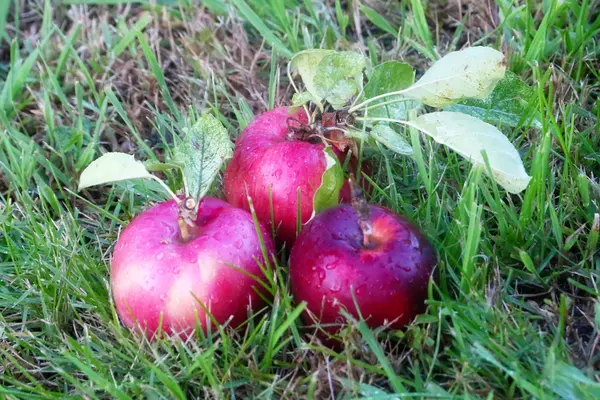 Pomme et herbe — Photo