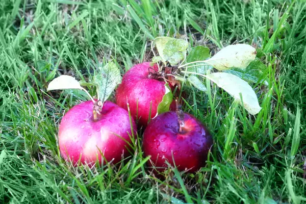 Apfel und Gras — Stockfoto