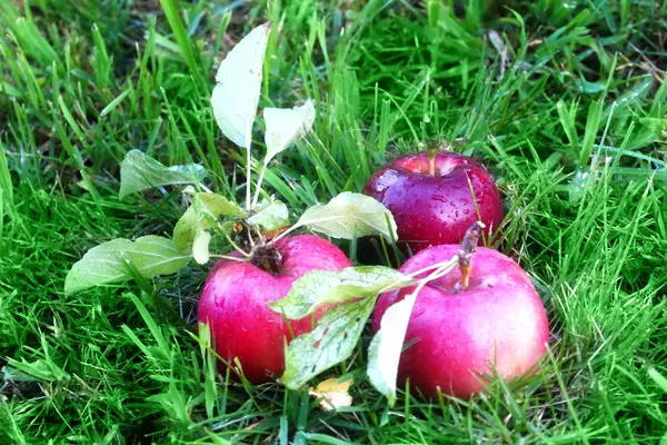 Apple a trávy — Stock fotografie