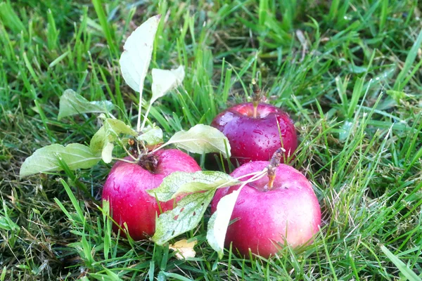 Apple and grass — Stock Photo, Image