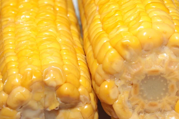 Escena con maíz maduro — Foto de Stock