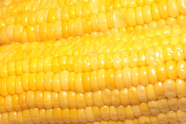 Сцена з стиглою кукурудзою — стокове фото