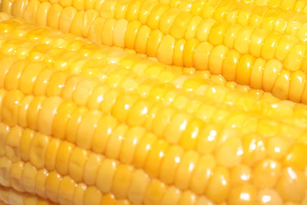 Сцена з стиглою кукурудзою — стокове фото