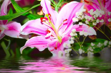 sahne yansıma lily
