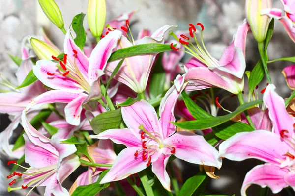 Scena giglio fiore — Foto Stock