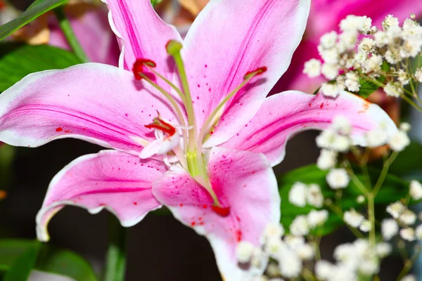 Jelenet liliom virág — Stock Fotó