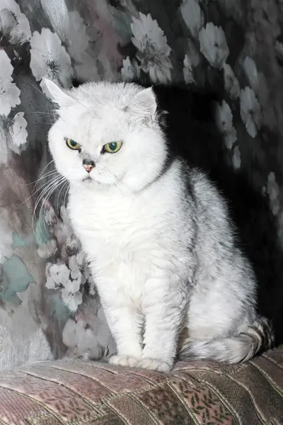 Kabarık purebred kedi — Stok fotoğraf