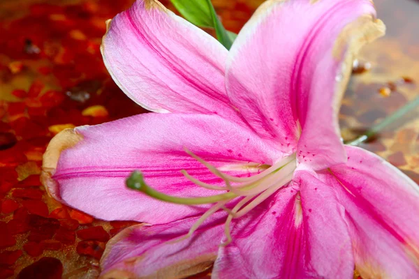 Sahne lily çiçek — Stok fotoğraf