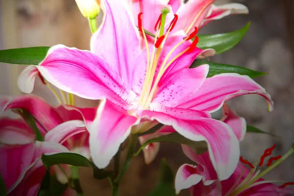 Scena giglio fiore — Foto Stock