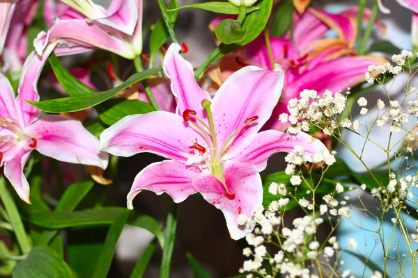 Scénu lily květina — Stock fotografie